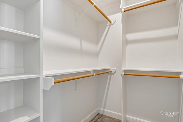 walk in closet with carpet floors