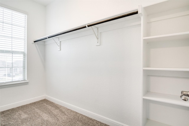 walk in closet featuring carpet flooring