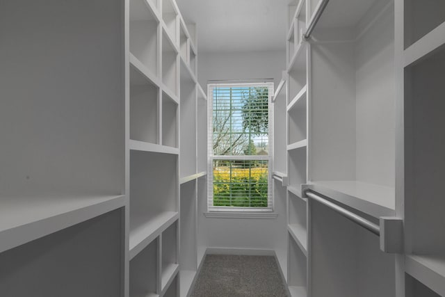 spacious closet featuring carpet