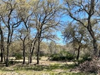 view of local wilderness