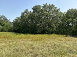 view of local wilderness