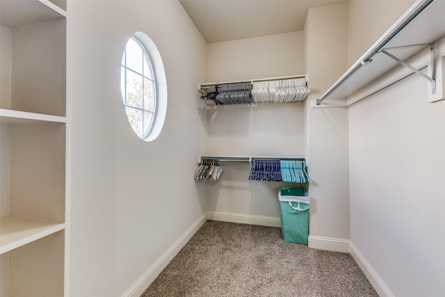 walk in closet with carpet flooring