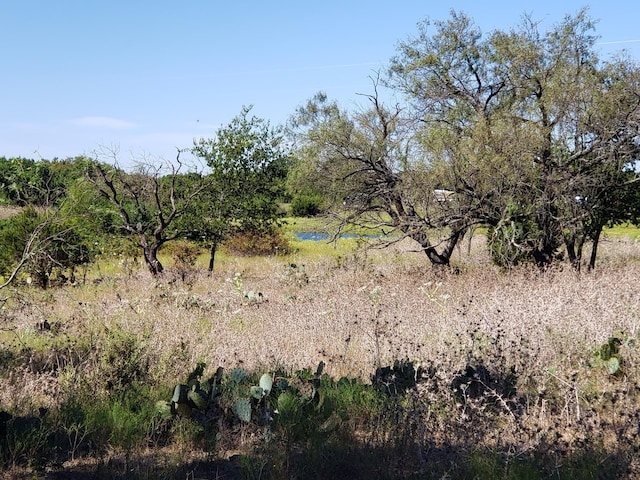 view of local wilderness