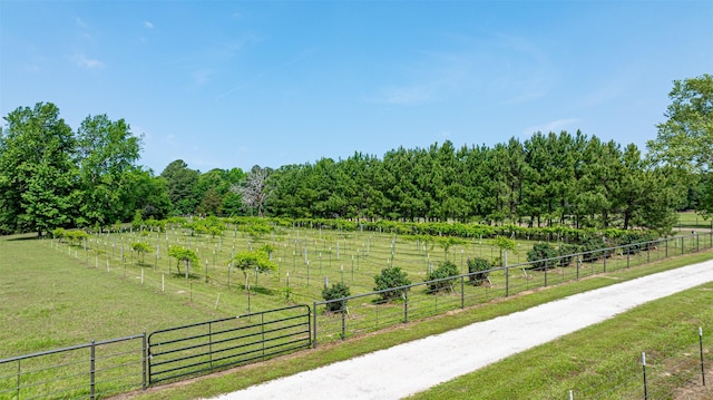 view of yard featuring a rural view