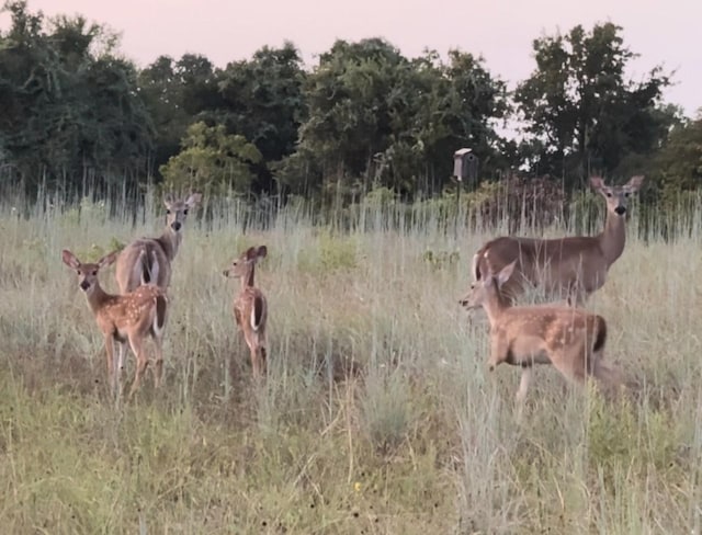 view of nature at dusk