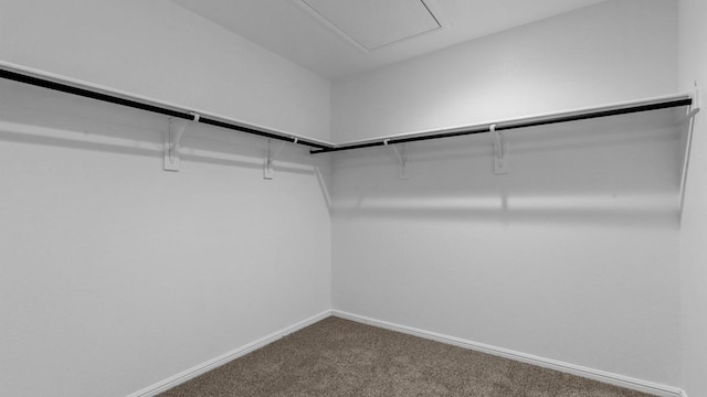 walk in closet featuring carpet flooring