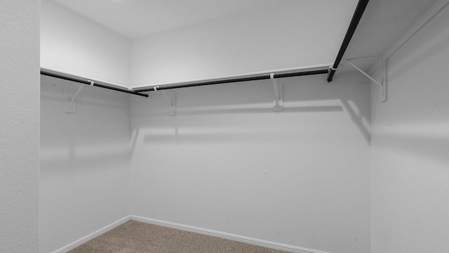 walk in closet featuring carpet flooring