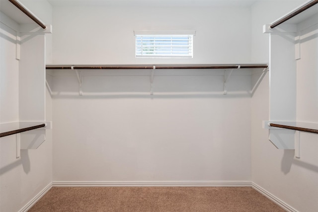 walk in closet with carpet flooring