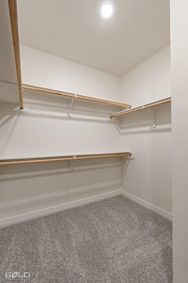 spacious closet featuring carpet