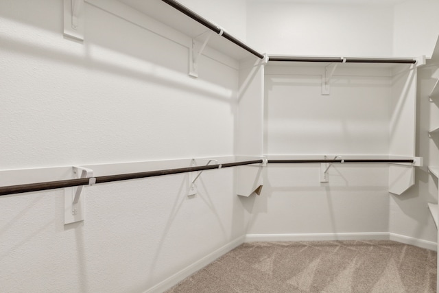 walk in closet featuring carpet flooring