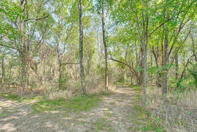 view of local wilderness