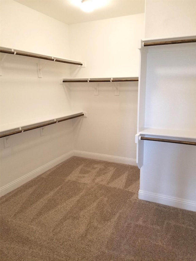 spacious closet featuring carpet