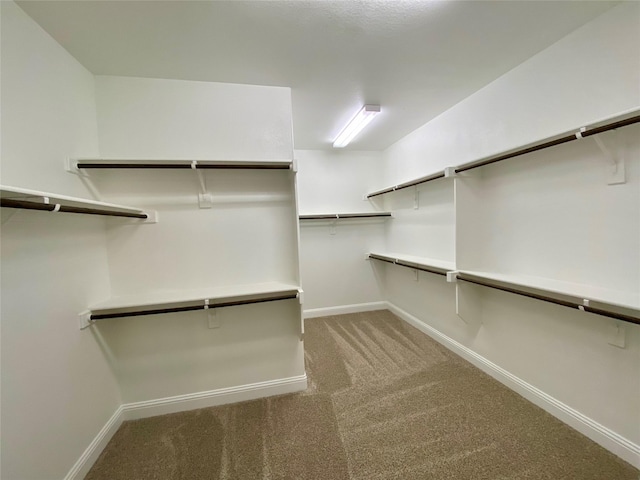 walk in closet featuring carpet flooring