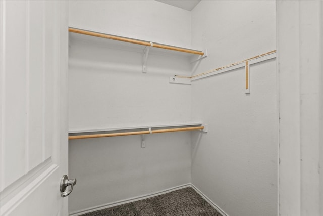 spacious closet featuring carpet