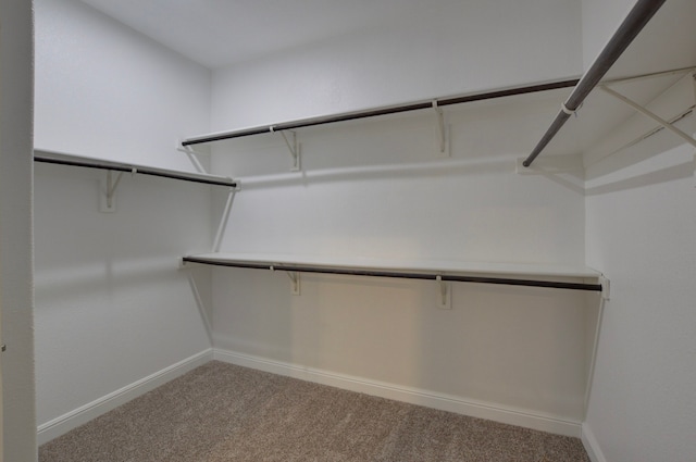 walk in closet featuring carpet flooring