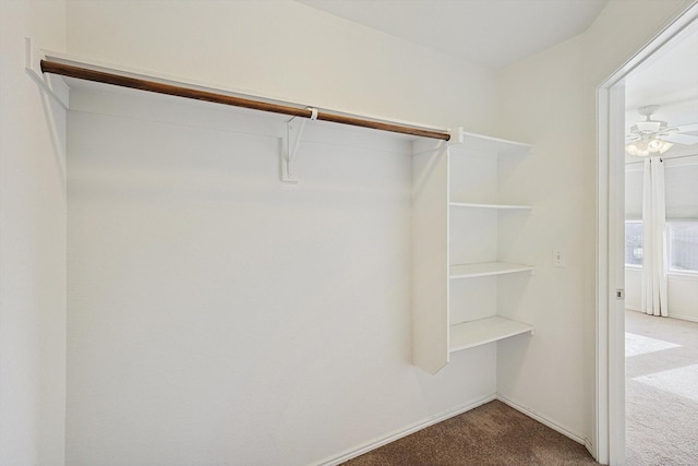 walk in closet with ceiling fan and carpet