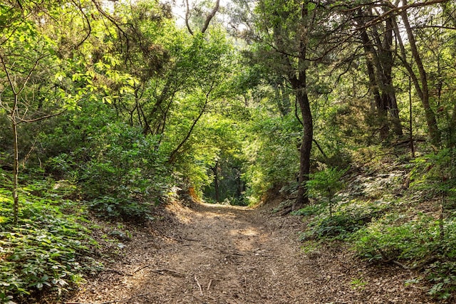 view of local wilderness