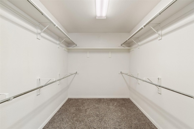 walk in closet featuring carpet floors