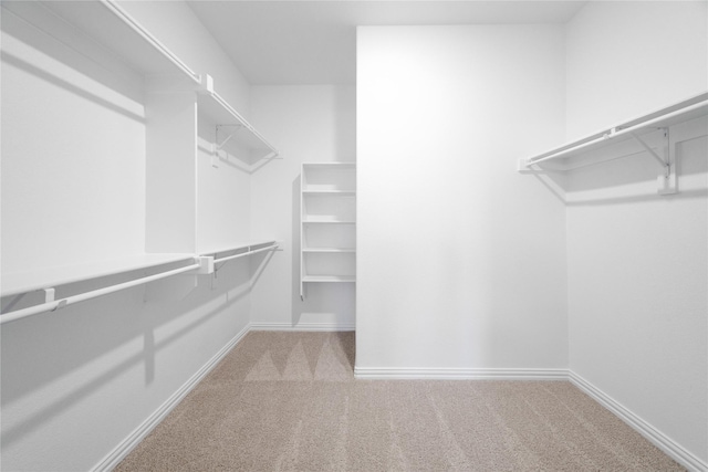 walk in closet featuring carpet flooring