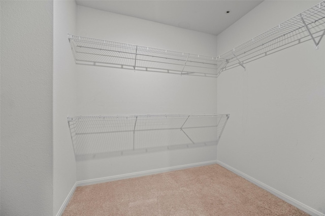 spacious closet featuring carpet