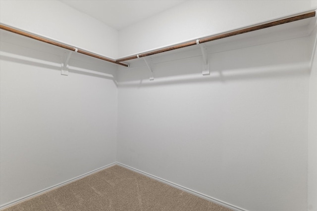 spacious closet featuring carpet