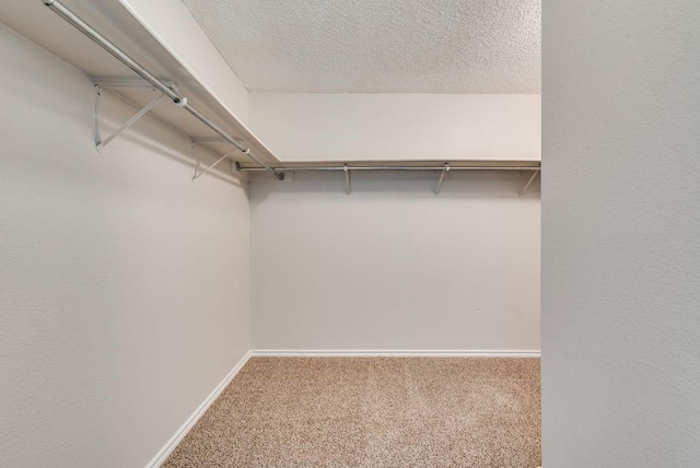 walk in closet featuring carpet floors