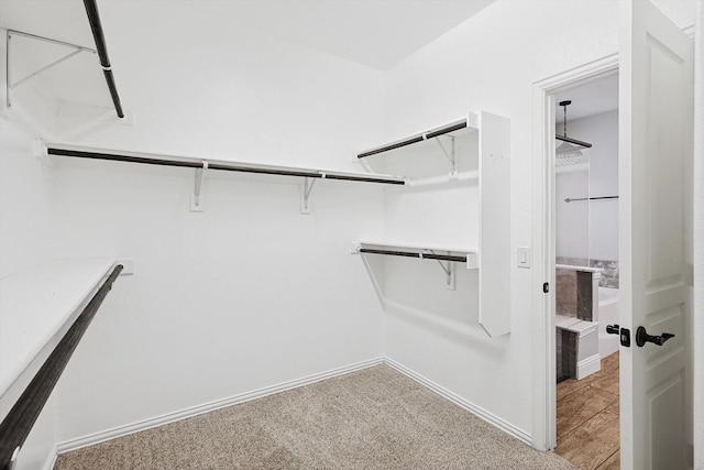 spacious closet featuring carpet flooring