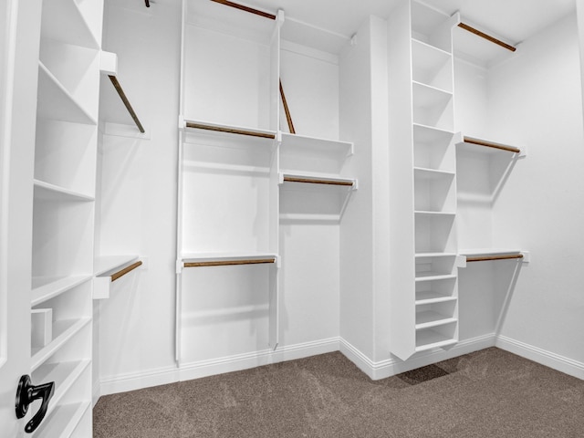 walk in closet with carpet floors