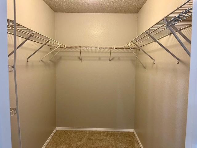 walk in closet featuring carpet flooring