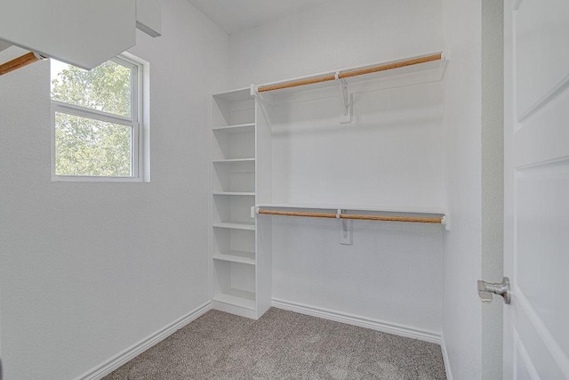 spacious closet featuring carpet floors