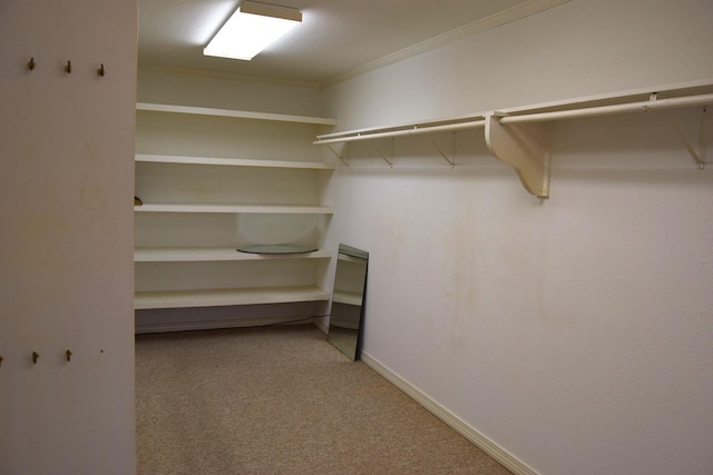 spacious closet featuring carpet