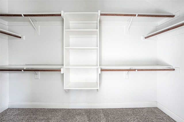 walk in closet featuring carpet flooring