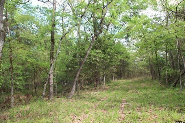 view of local wilderness