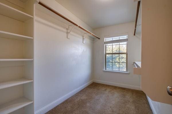 spacious closet featuring carpet