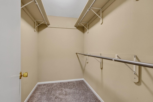 spacious closet featuring carpet