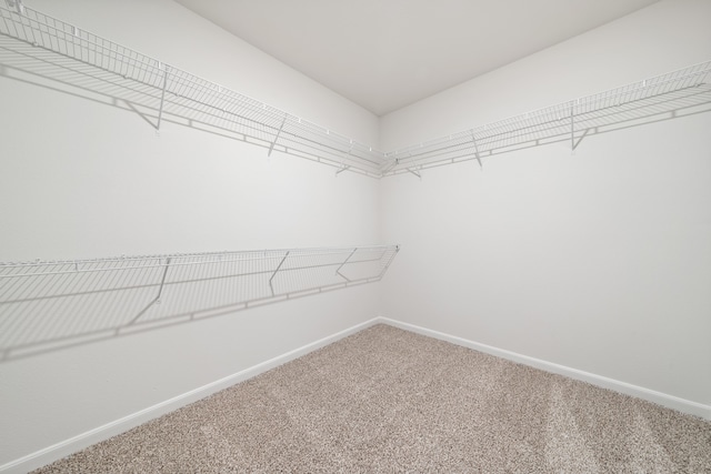 spacious closet featuring carpet