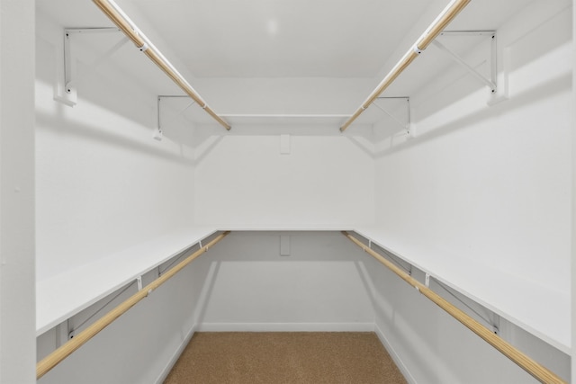 spacious closet featuring carpet flooring