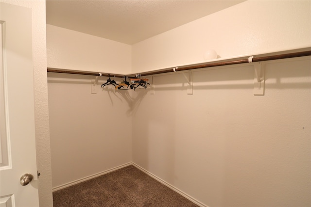 walk in closet with carpet flooring