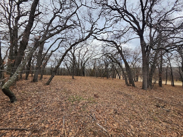 view of local wilderness