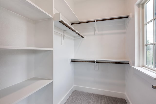 walk in closet featuring carpet flooring