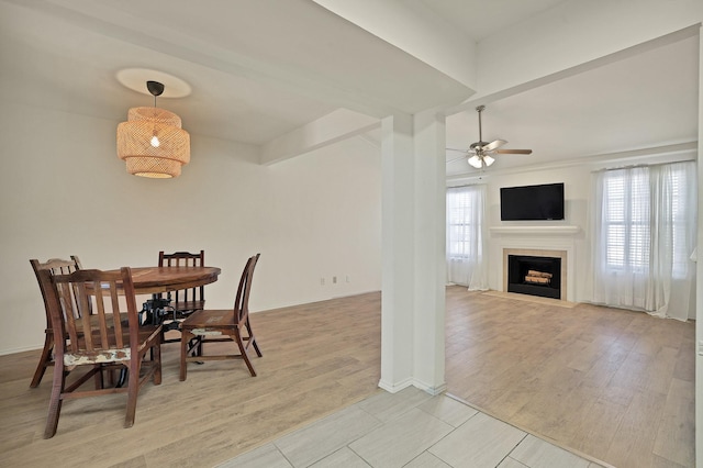 dining area with ceiling fan and light wood-type flooring