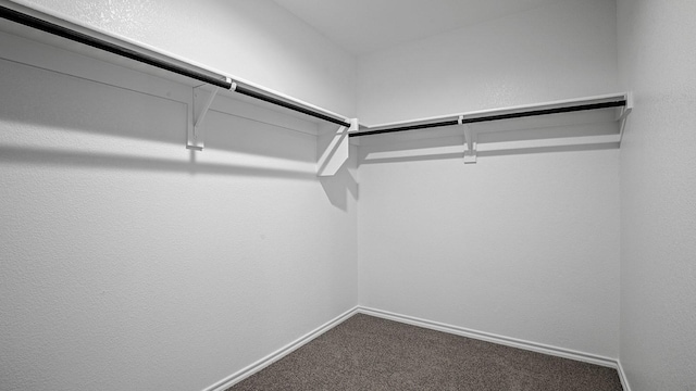 spacious closet featuring carpet