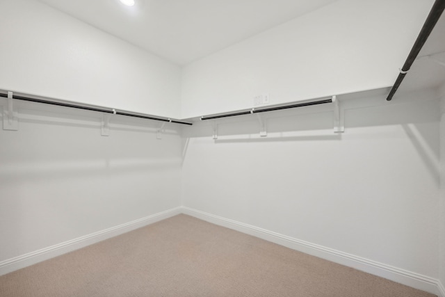 spacious closet featuring carpet