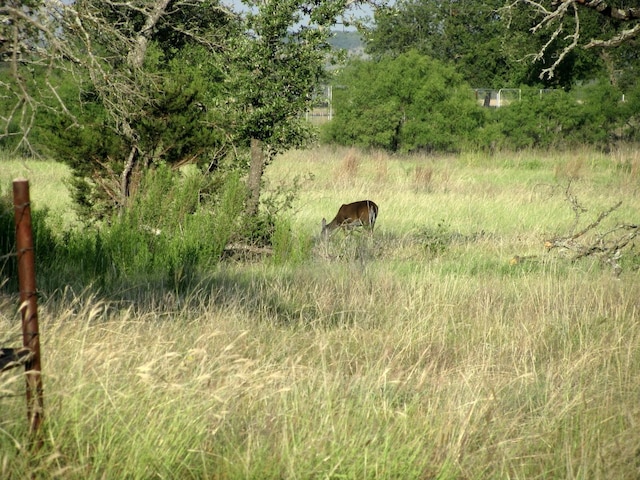 view of local wilderness