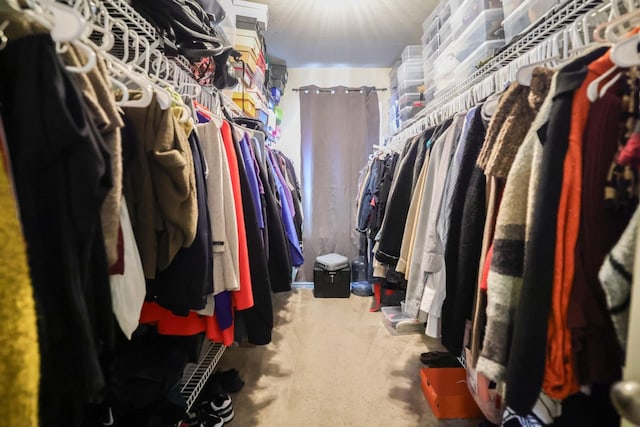 spacious closet featuring carpet flooring