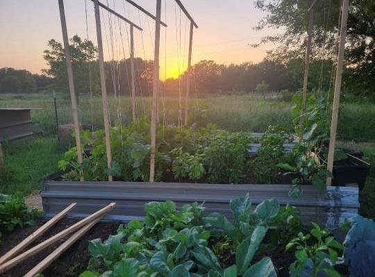 view of yard at dusk