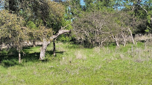 view of local wilderness