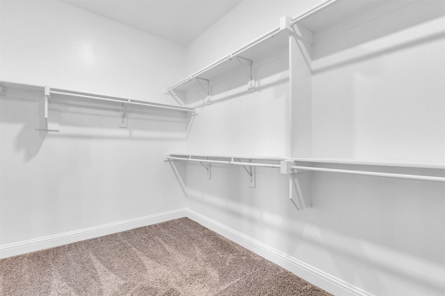 walk in closet featuring carpet flooring