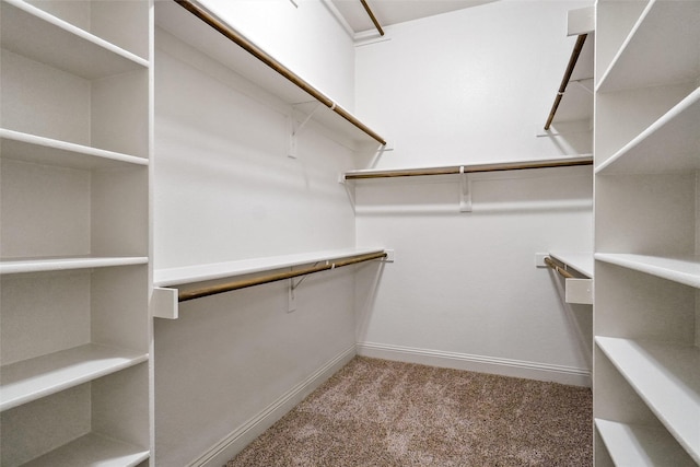 spacious closet featuring carpet floors