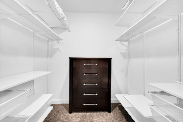 spacious closet featuring carpet floors